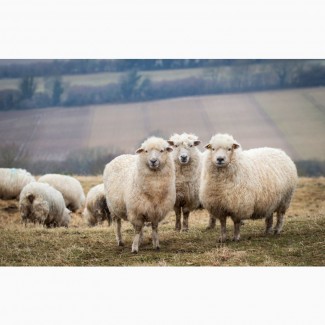 Овцы и бараны оптом