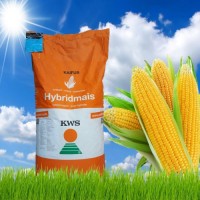 Семена кукурузы KWS