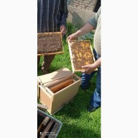 Пчелопакеты Карника с доставкой по России
