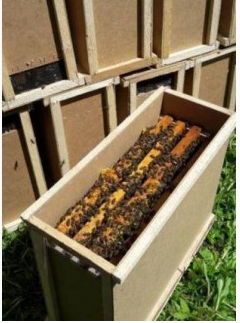 Пчелопакеты среднерусской породы