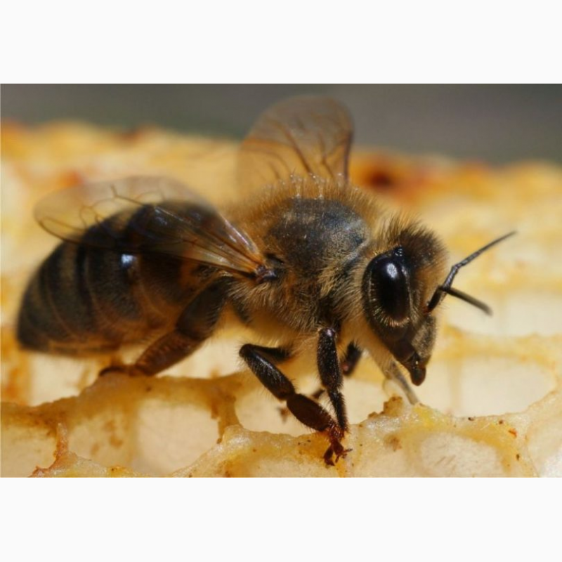 Фото 3. Пчелопакеты среднерусской породы