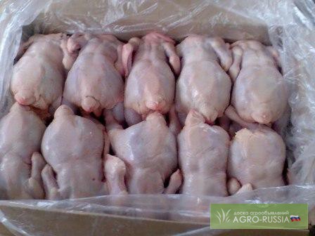 Курица оптом (цыпленок бройлер цб) с птицефабрики