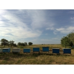 Пчелы с ульями в комплекте
