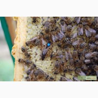 Реализуем пчеломатки Карпатской породы 2016г