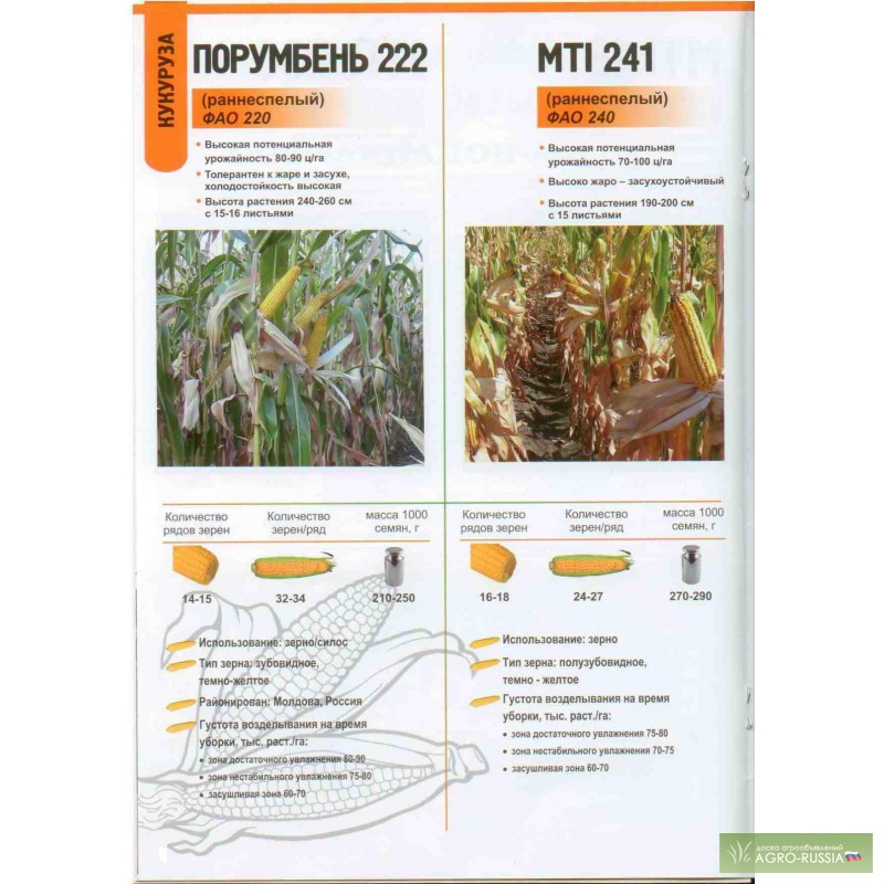 Фото 2. Семена кукурузы разных гибридов от молдавского производителя.