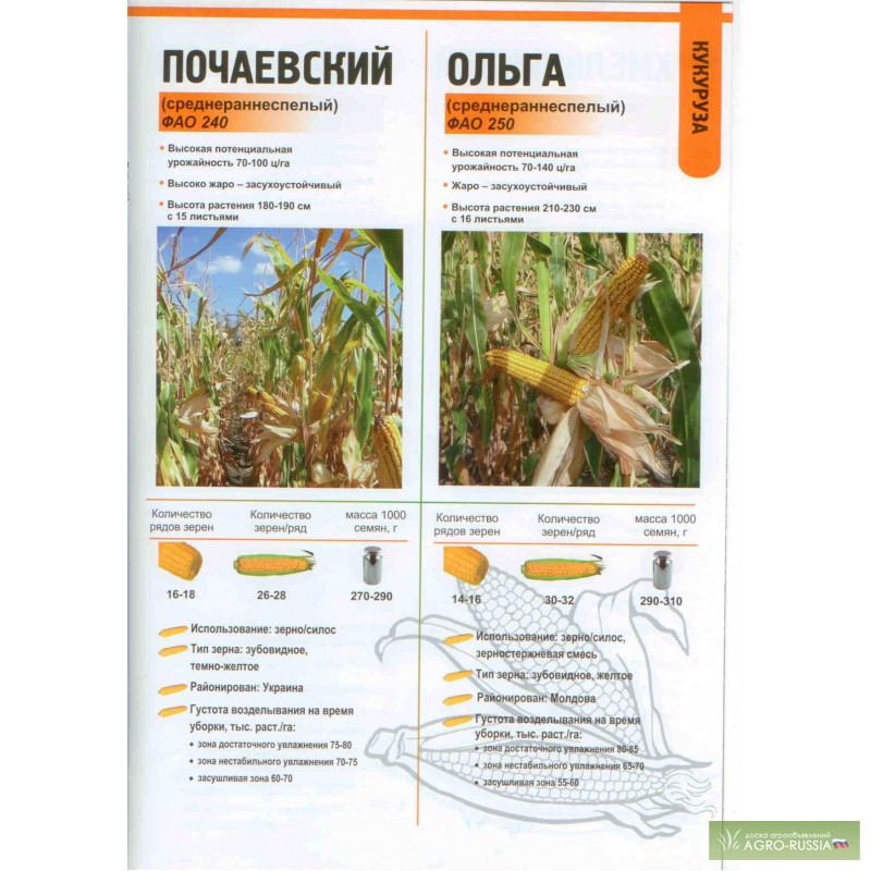 Фото 3. Семена кукурузы разных гибридов от молдавского производителя.