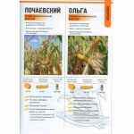 Семена кукурузы разных гибридов от молдавского производителя.