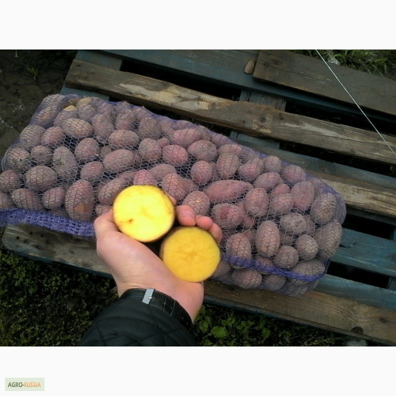 Фото 2. Картофель, мелким и крупным оптом, по Самаре и Области