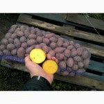 Картофель, мелким и крупным оптом, по Самаре и Области