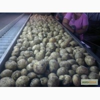 Картофель от фермера оптом: продовольственный, семенной