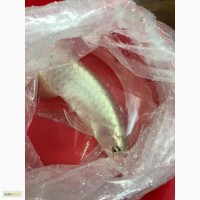 Азиатские Arowana рыб и leopoldi ската рыбы черный алмазов доступны
