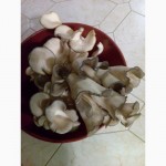 Продам грибы вешенки (штамм нк 35, черный принц)