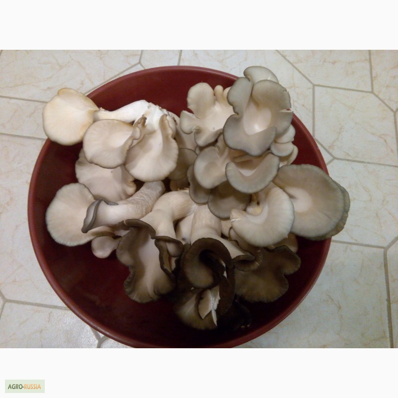 Фото 7. Продам грибы вешенки (штамм нк 35, черный принц)