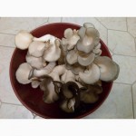 Продам грибы вешенки (штамм нк 35, черный принц)