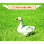 СПК Птицефабрика Гайская принимает заявки на 2017 год, на молодняк уток и гусей