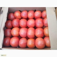 Оптовая поставка томатов
