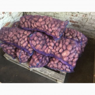Продам картофель Жуковский Рокко