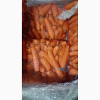 Опт морковь