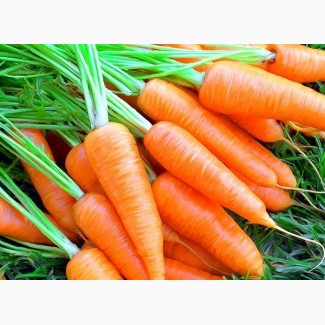 Продается крупная морковь оптом 40 тонн