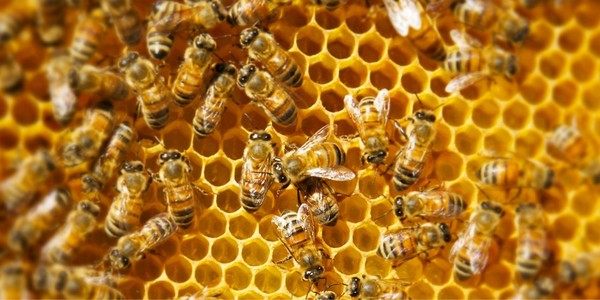 Фото 3. Продам пасеку с пчёлами