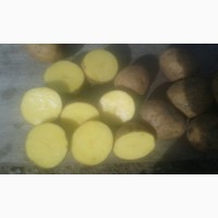 Картофель оптом +5. КФХ в Татарстане от 8.5р