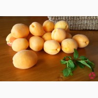 Продам абрикосы сладкие, Армянский