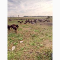 Продаем курдючных эдильбаевских баранов