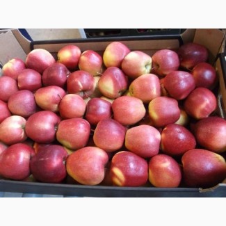 Продаем оптом яблоки Кримсон по цене от производителя