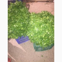 Зелень, укроп, петрушка, киндза урожая 2018