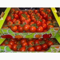 Оптовая продажа помидоров Сабина