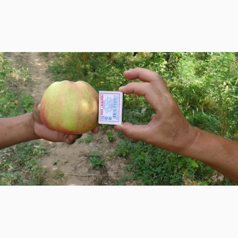 Фото 2. Оптовая продажа яблок со склада в Казахстане