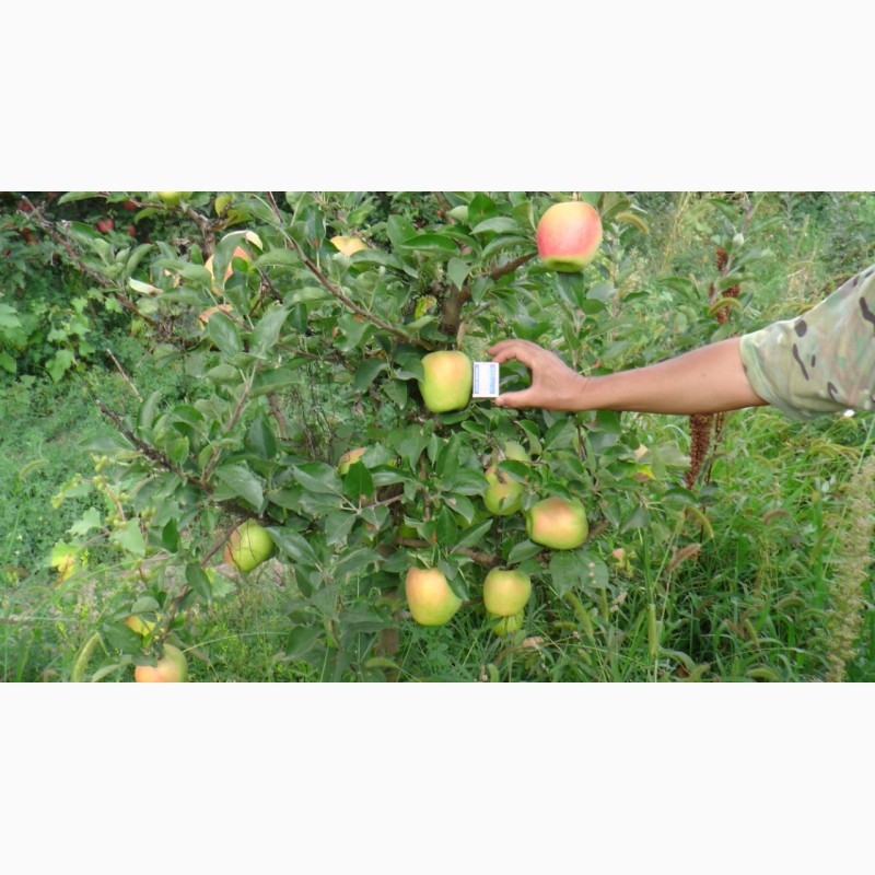Фото 3. Оптовая продажа яблок со склада в Казахстане