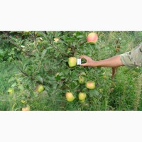 Оптовая продажа яблок со склада в Казахстане