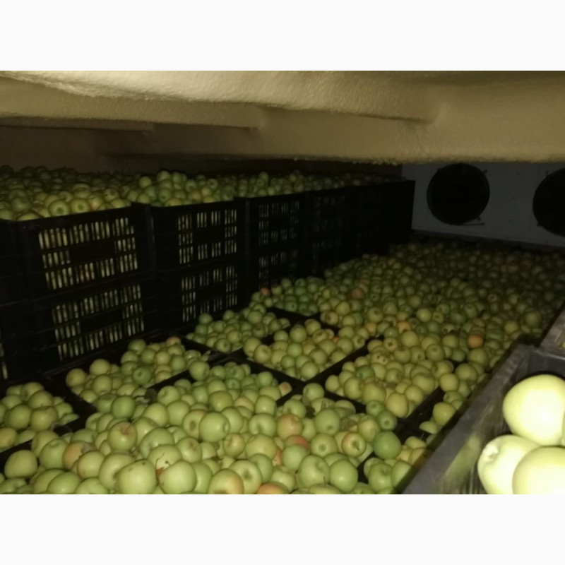 Фото 4. Оптовая продажа яблок со склада в Казахстане