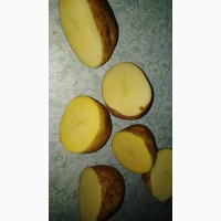 Продам картофель сорта Криница 5