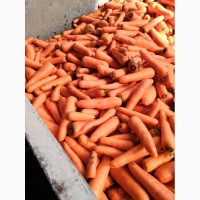 Морковь мытая напрямую от производителя