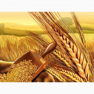 Пшеница протеин 13, 5%