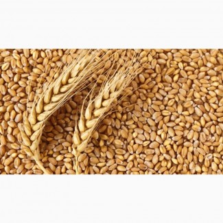 Пшеница из Алтайского Края оптом 50 тонн