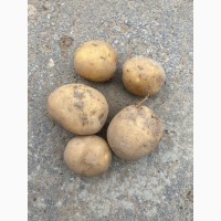 Семенной картофель без посредников