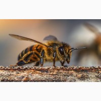 Принимаем заказы на пчелопакеты Карника на весну 2022 год
