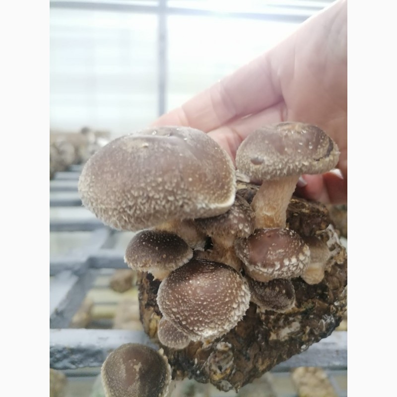 Фото 2. Свежие грибы шиитаке