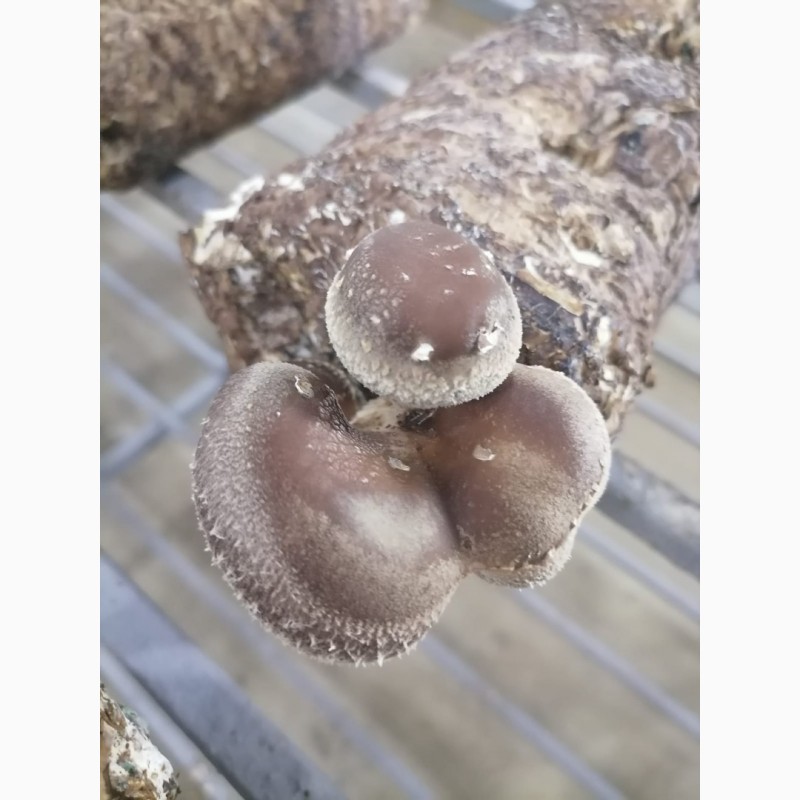 Фото 4. Свежие грибы шиитаке