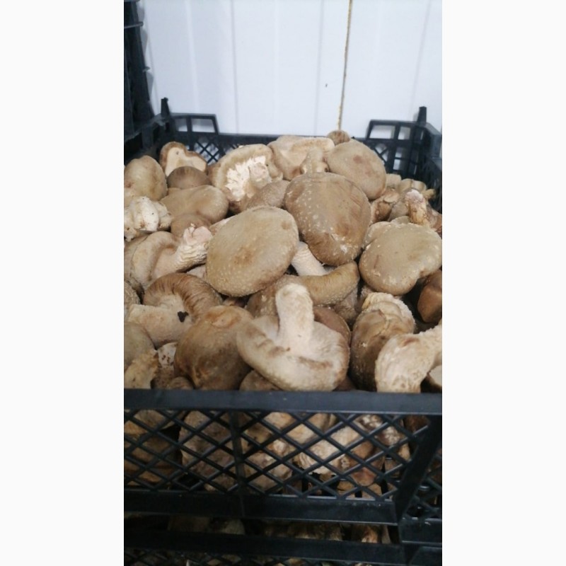 Фото 5. Свежие грибы шиитаке
