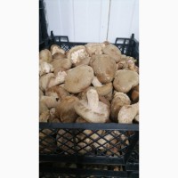 Свежие грибы шиитаке