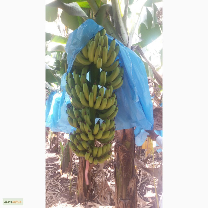 Фото 3. Бананы из Индии