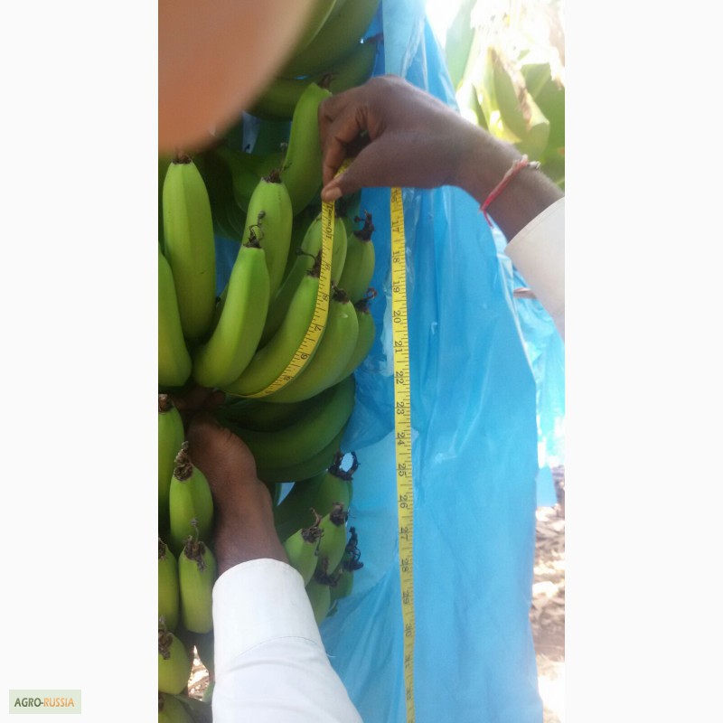 Фото 6. Бананы из Индии