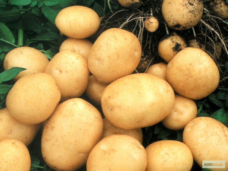 Фото 2. Товарный картофель
