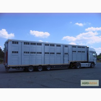 Заказ на перевозки скота, скотовозы
