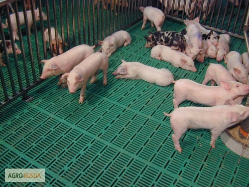 Фото 3. Продам Щелевые (решетчатые) полы для свиноводства и овцеводства