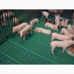 Продам Щелевые (решетчатые) полы для свиноводства и овцеводства